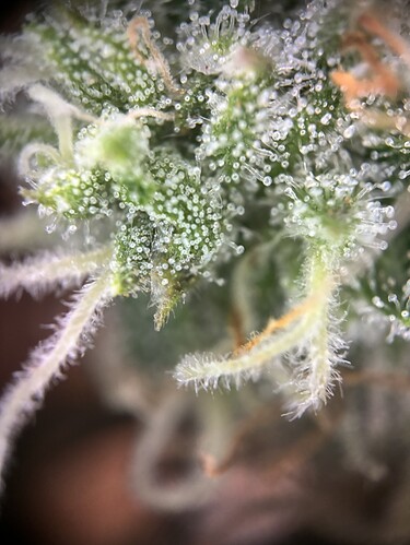 Growreport Bild 34