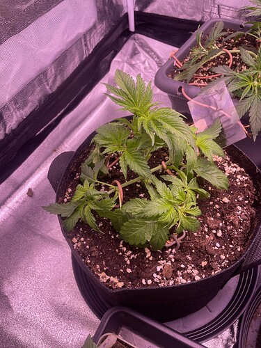 Growreport Bild 5