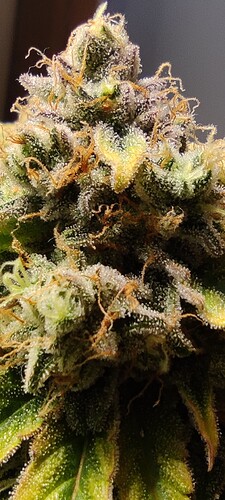 Growreport Bild 37