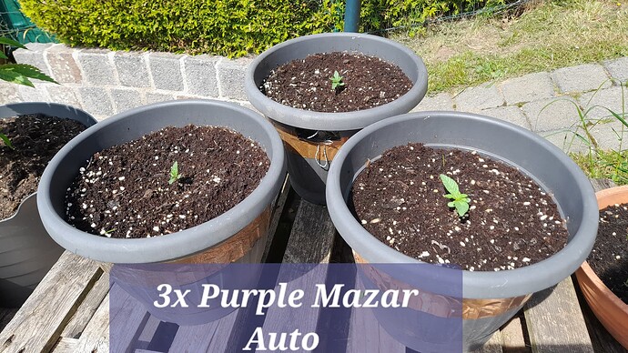 Growreport Bild 21