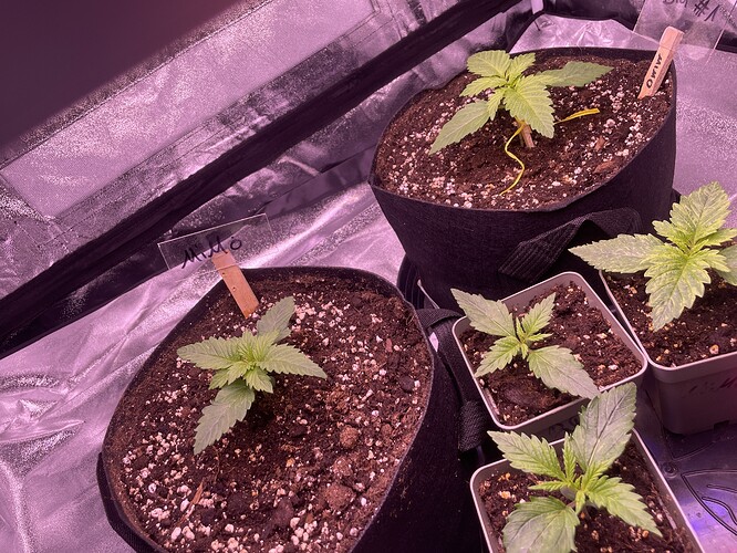 Growreport Bild 3