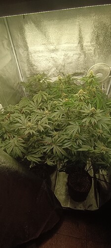Growreport Bild 4