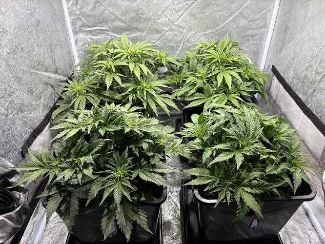 Growreport Bild 3