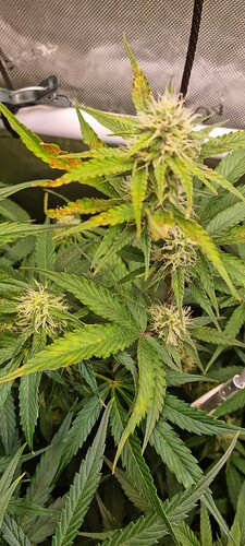 Growreport Bild 4
