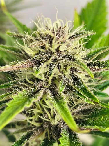 Growreport Bild 7