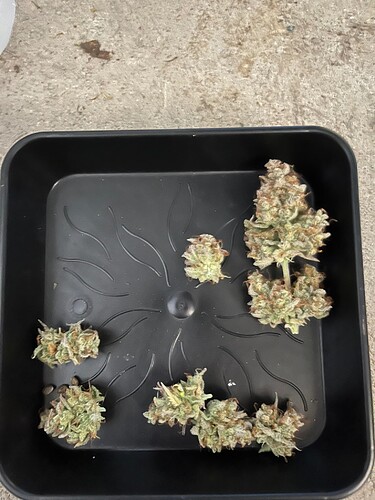 Growreport Bild 4