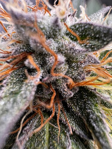 Growreport Bild 2