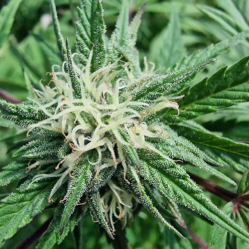 Growreport Bild 15