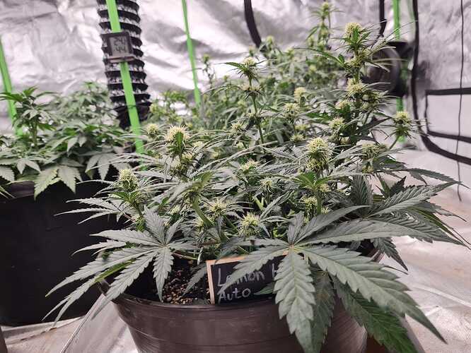 Growreport Bild 9