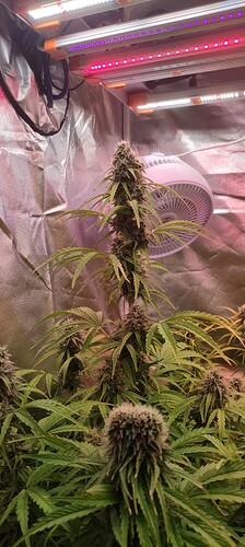 Growreport Bild 7