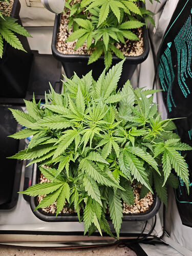 Growreport Bild 7