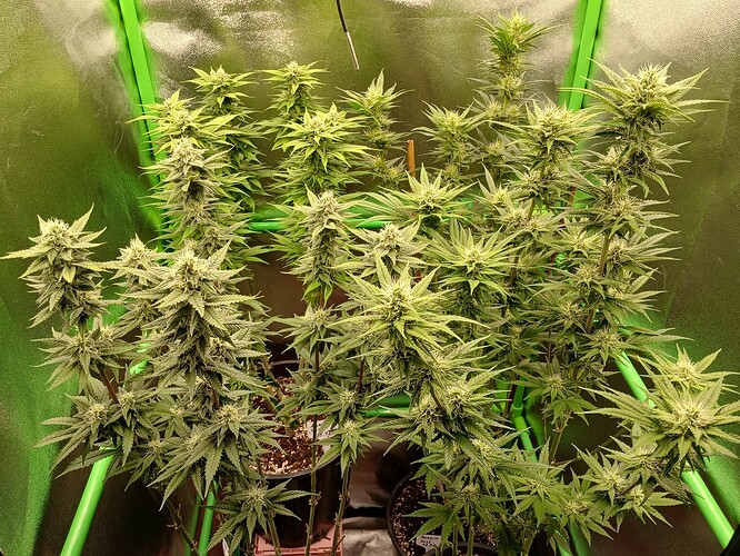 Growreport Bild 2