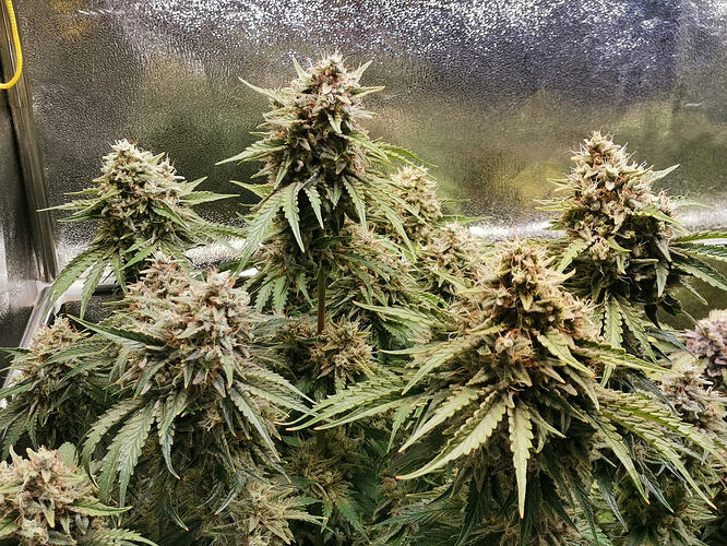 Growreport Bild 23