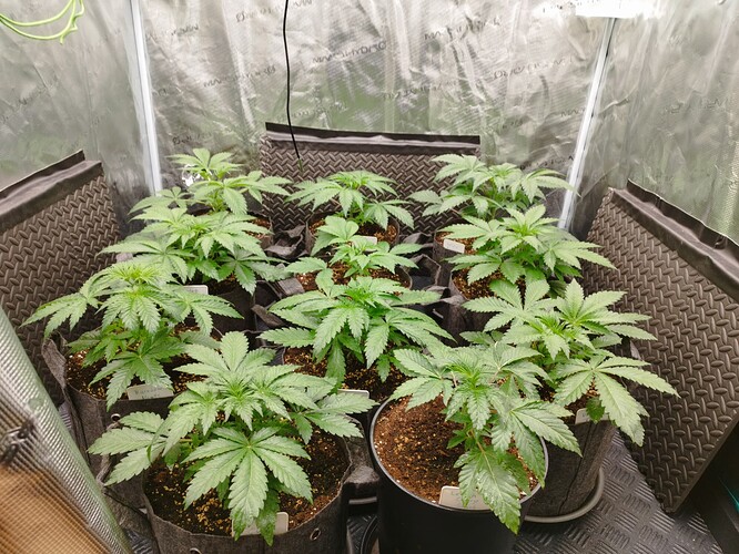 Growreport Bild 2