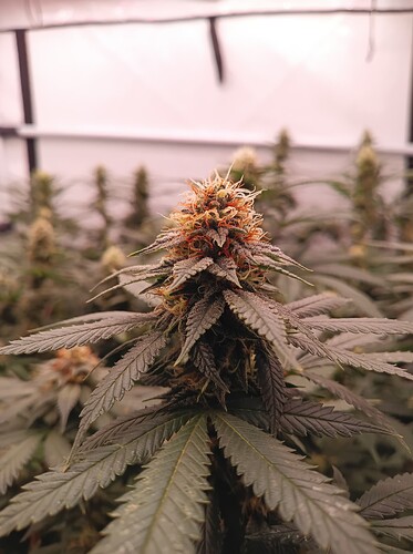 Growreport Bild 7