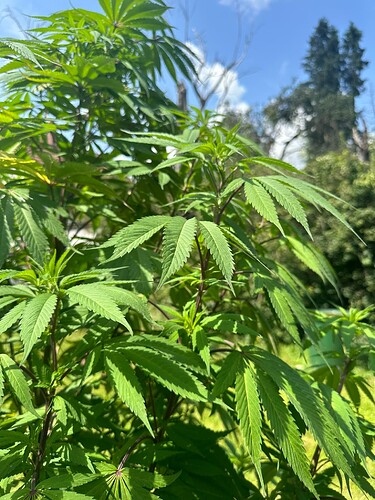 Growreport Bild 27