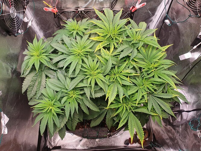 Growreport Bild 1