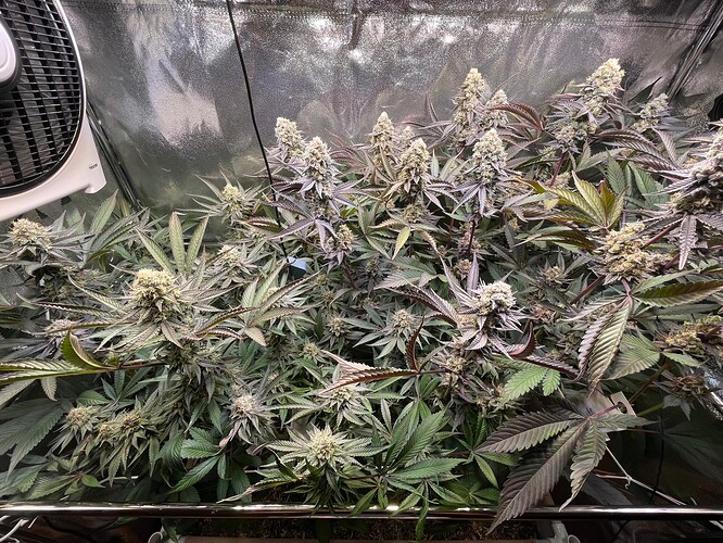 Growreport Bild 6