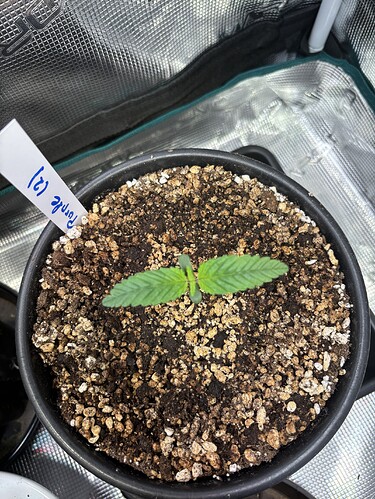 Growreport Bild 27