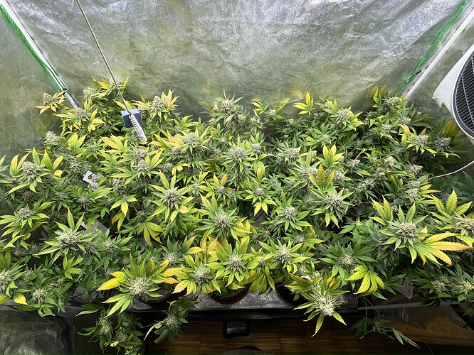 Growreport Bild 5