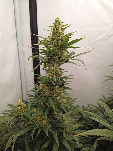 Growreport Bild 34
