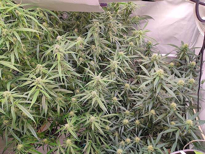 Growreport Bild 9