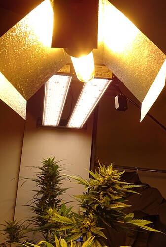 Growreport Bild 2