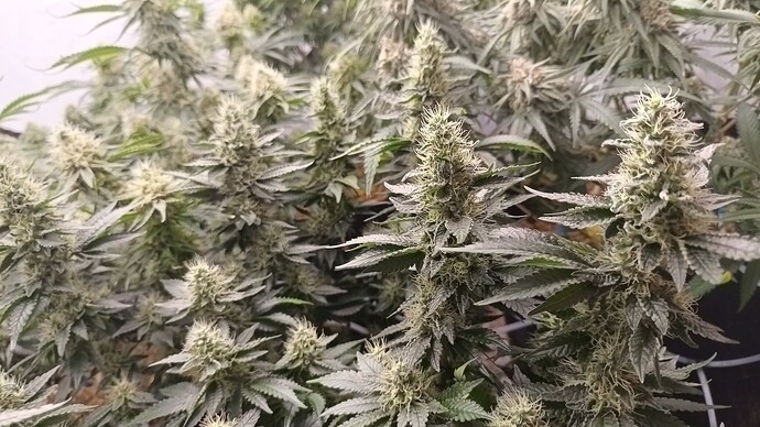Growreport Bild 11