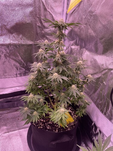 Growreport Bild 5