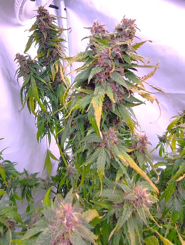 Growreport Bild 12