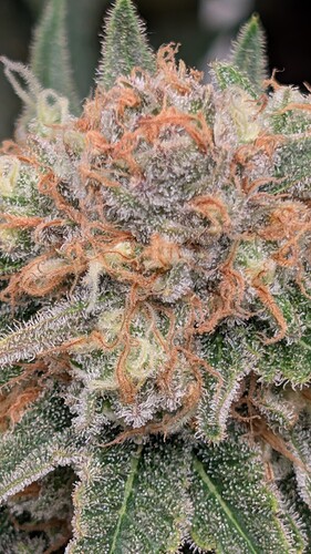 Growreport Bild 44