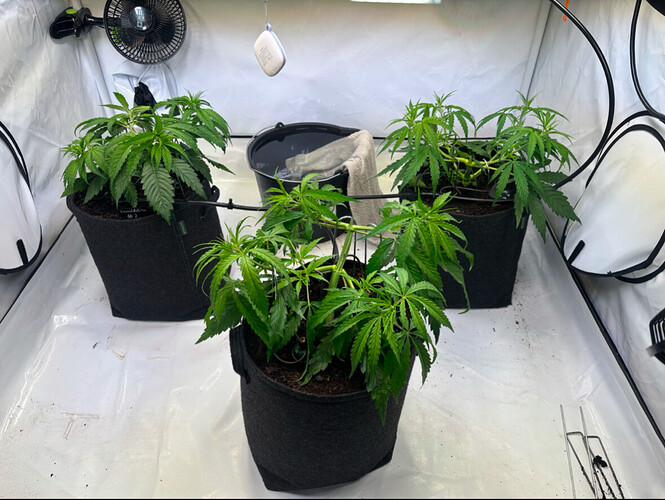 Growreport Bild 1