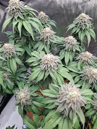 Growreport Bild 4
