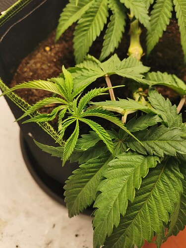 Growreport Bild 6