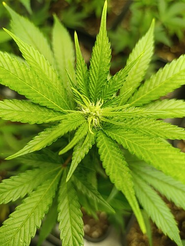 Growreport Bild 3