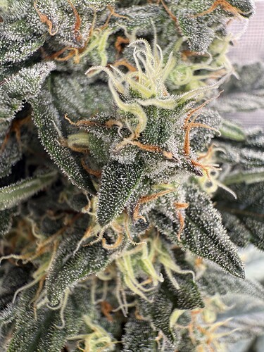 Growreport Bild 15