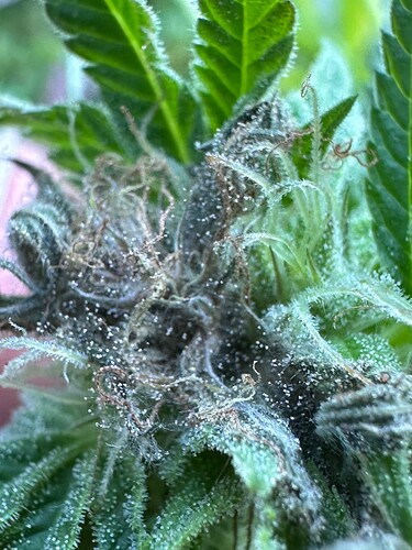 Growreport Bild 30