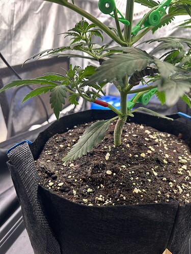 Growreport Bild 2