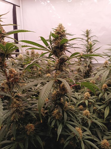 Growreport Bild 9