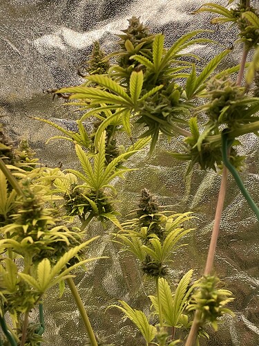 Growreport Bild 8