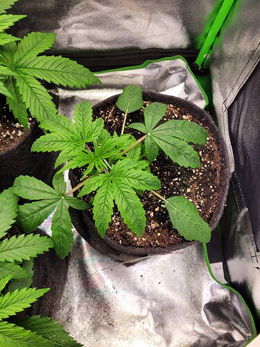 Growreport Bild 15