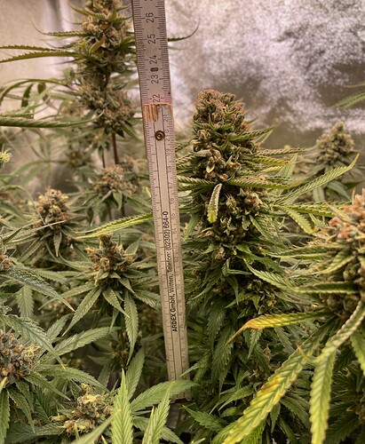 Growreport Bild 2