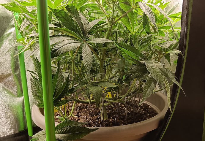 Growreport Bild 7