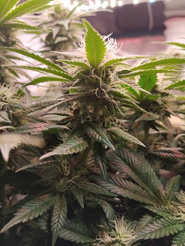 IMG_20250210_180036 - Kopie