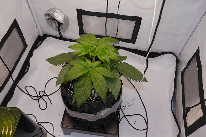 Growreport Bild 1