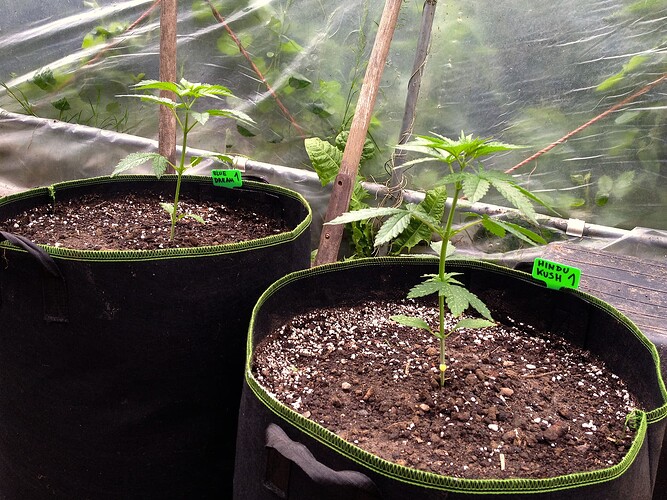 Zwei junge Cannabispflanzen in schwarzen Stofftöpfen in einem Gewächshaus, mit Namensschildern 'Blue Dream 1' und 'Hindu Kush 1'.
