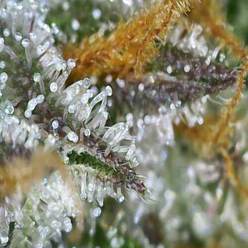 Growreport Bild 5