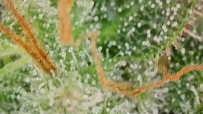 Growreport Bild 56