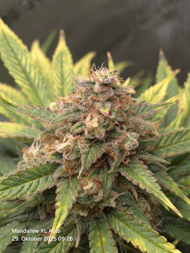 Growreport Bild 16