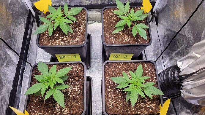 Growreport Bild 4
